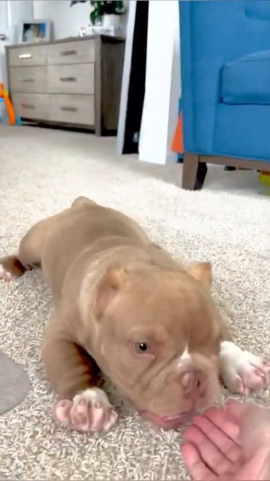 Atlas, a red & white American Bulldog puppy — photo 2