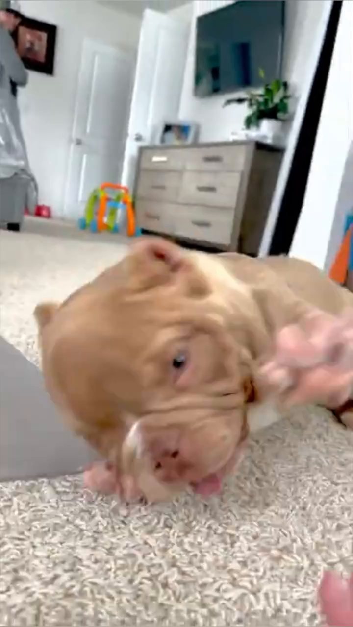 Atlas, a Red & White American Bulldog puppy