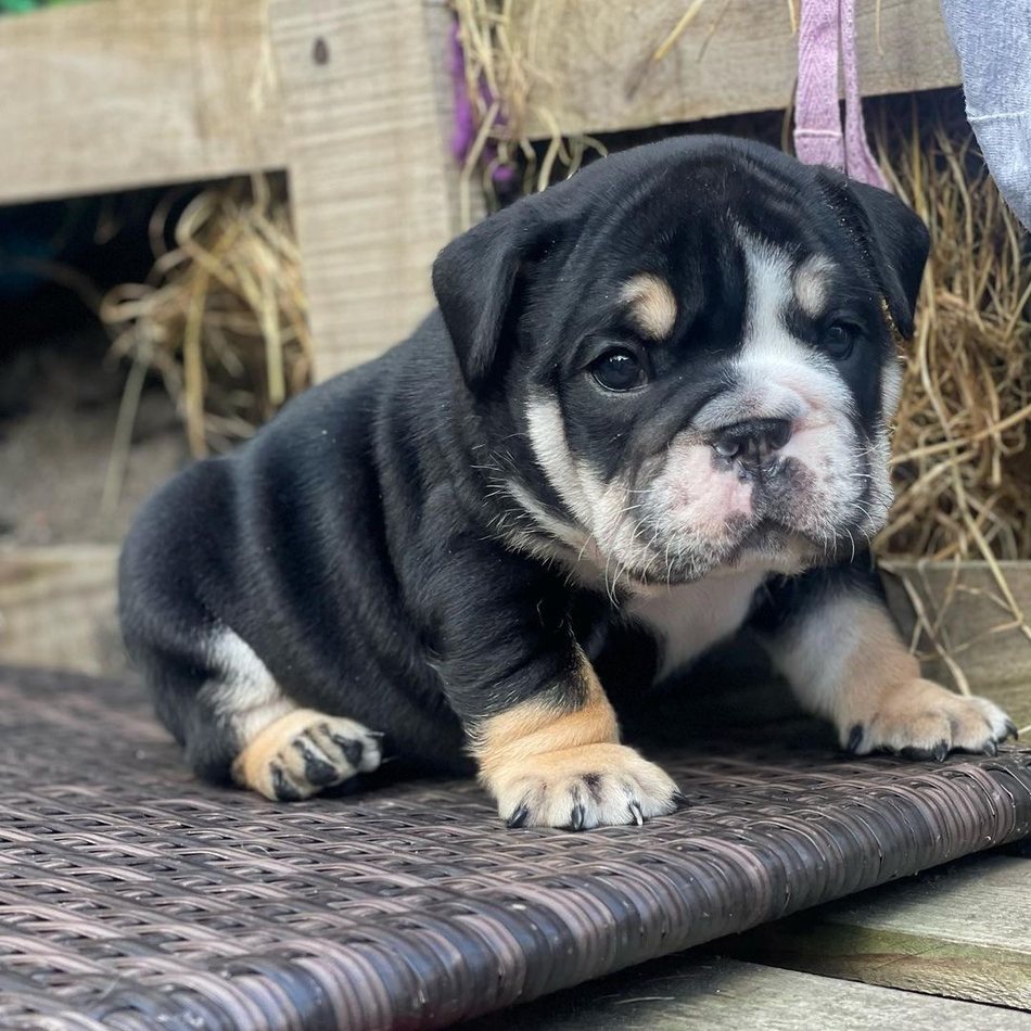 Rocco — Black Tri English Bulldog puppy