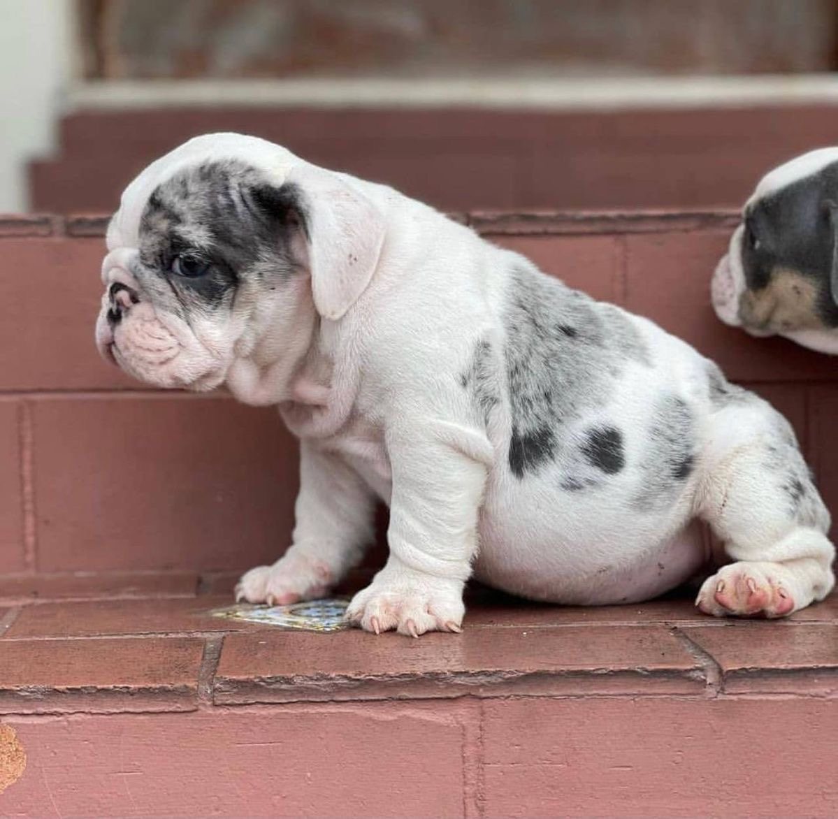 Ozzy, a Blue Merle Piebald English Bulldog puppy