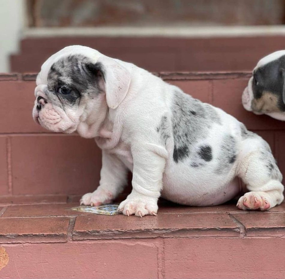 Ozzy — Blue Merle Piebald English Bulldog puppy