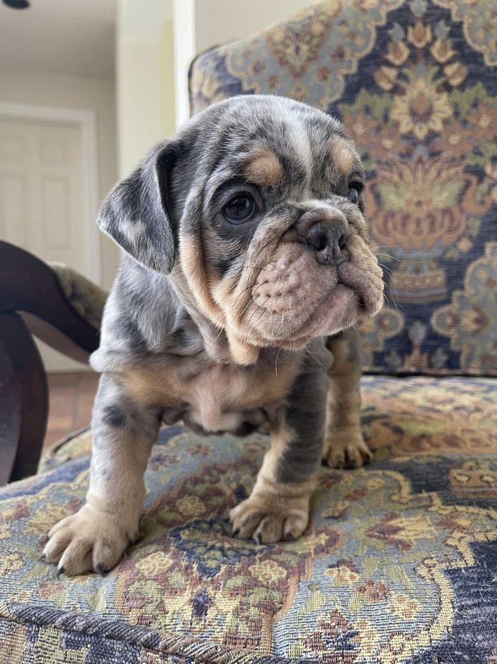 Luna — Blue Merle Tri English Bulldog puppy