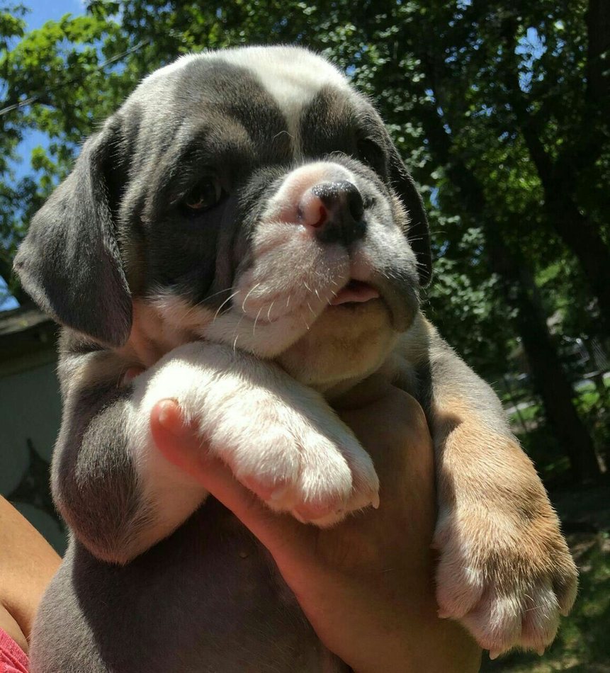 Bear — Blue Tri English Bulldog puppy