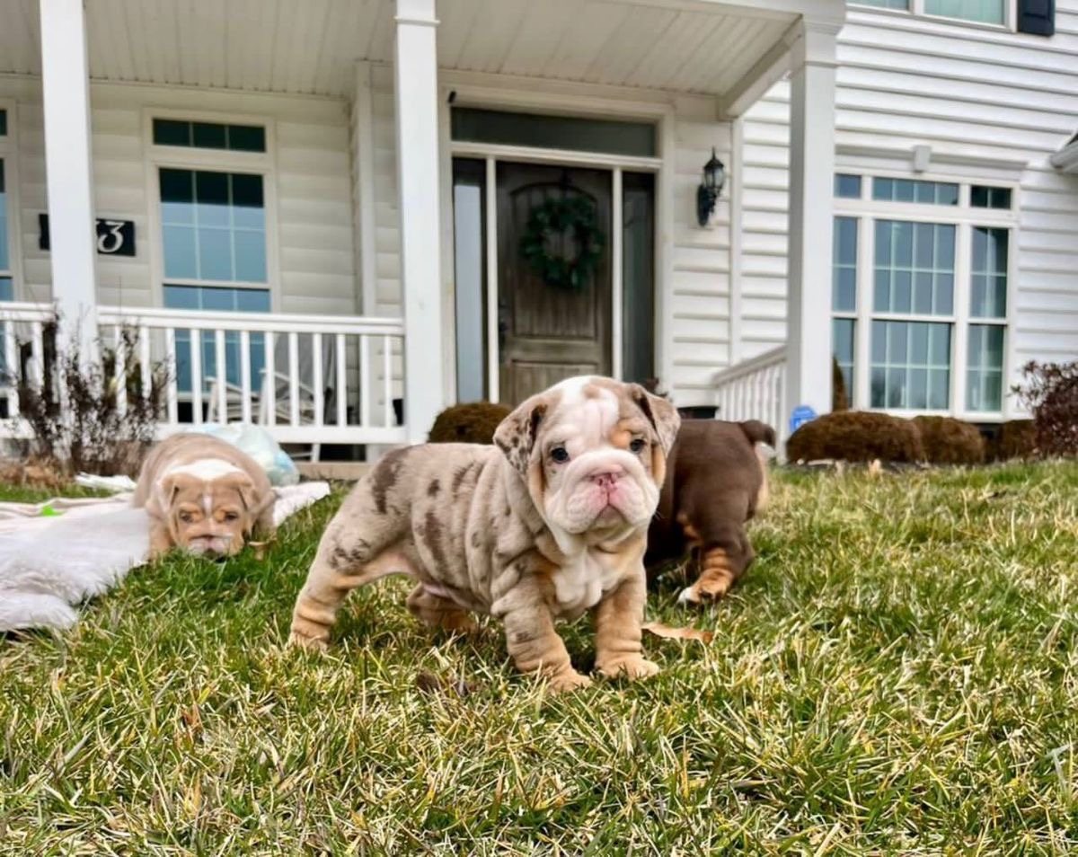 Duchess, a Chocolate Merle English Bulldog puppy