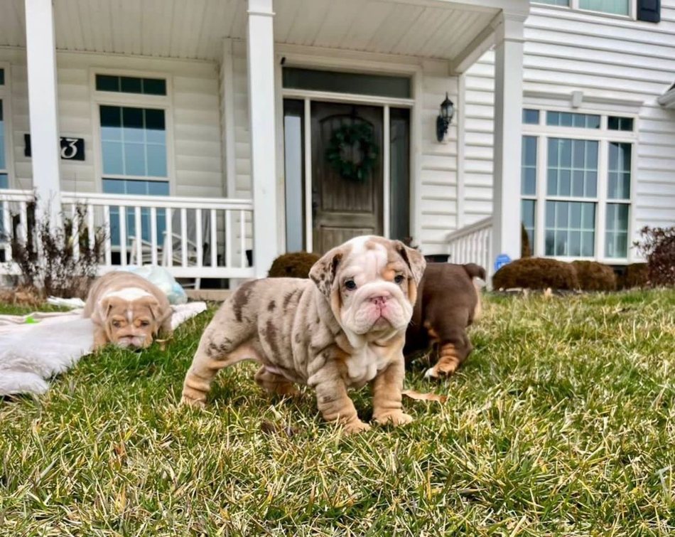 Duchess — Chocolate Merle English Bulldog puppy