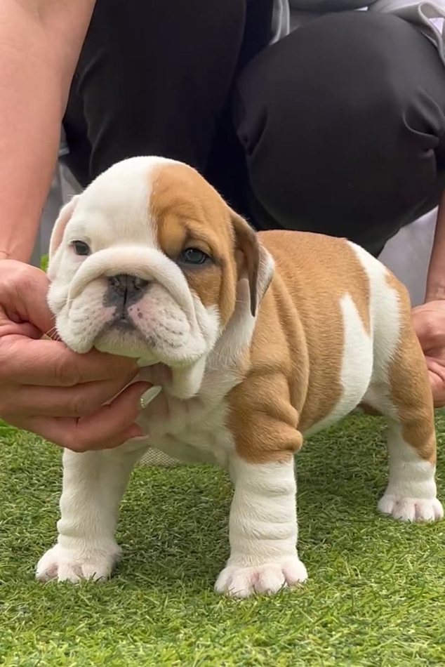 Winston — Fawn & White English Bulldog puppy
