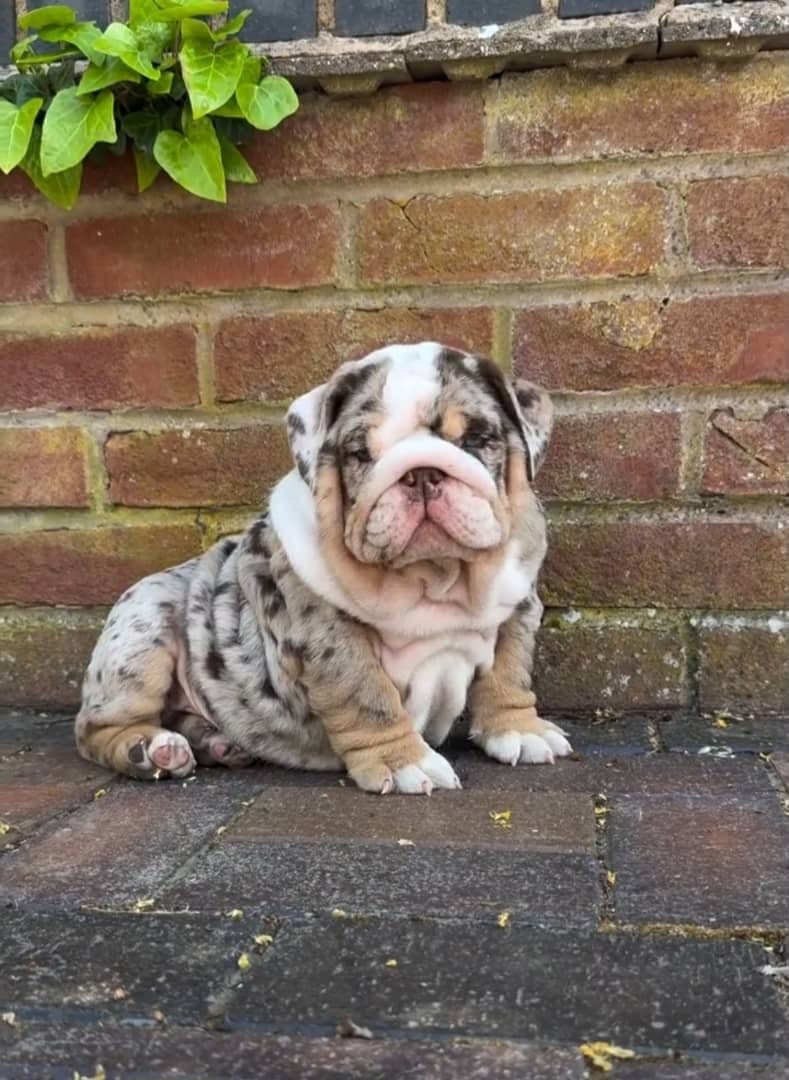 Nova, a Lilac Merle Tri English Bulldog puppy