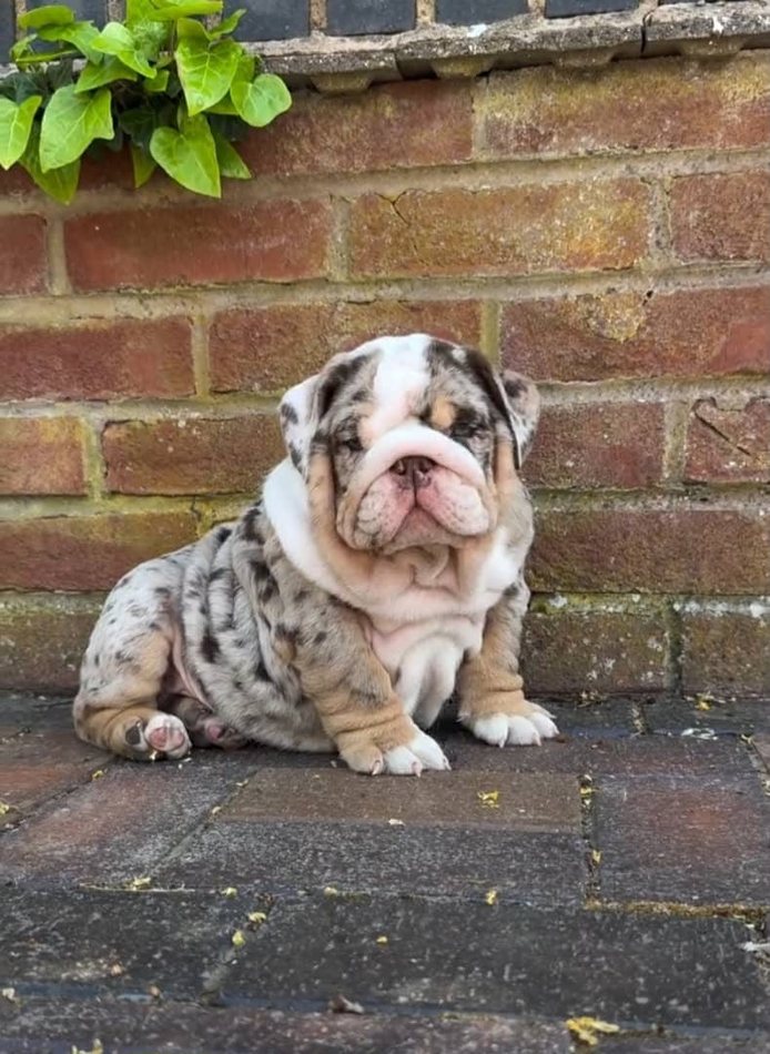 Nova — Lilac Merle Tri English Bulldog puppy