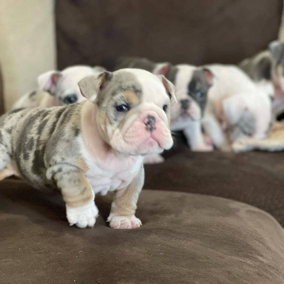 Willow — Lilac Merle Tri English Bulldog puppy