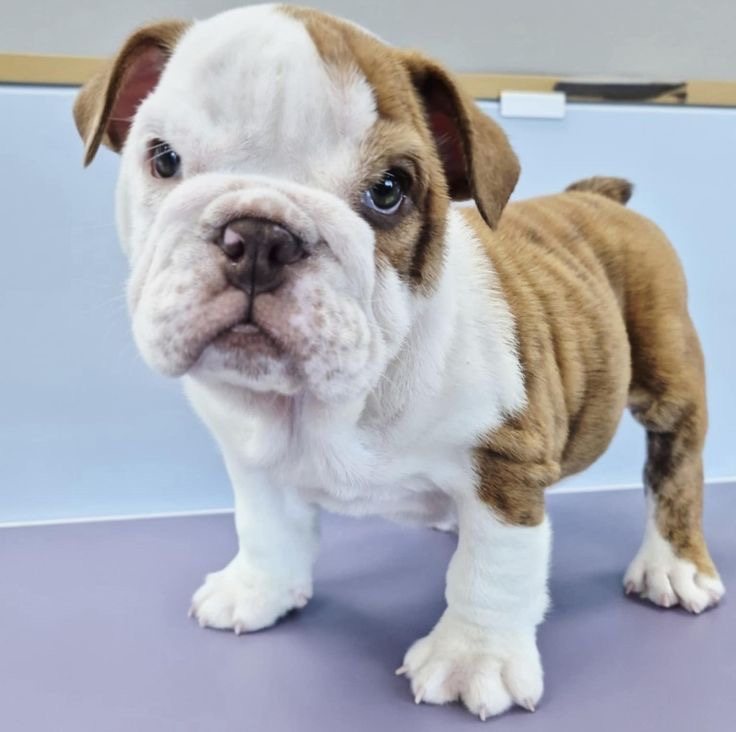Bruno — Red Brindle & White English Bulldog puppy