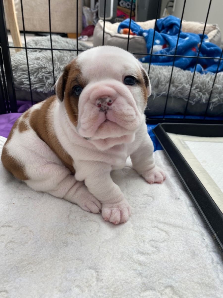 Maple, a Red & White English Bulldog puppy