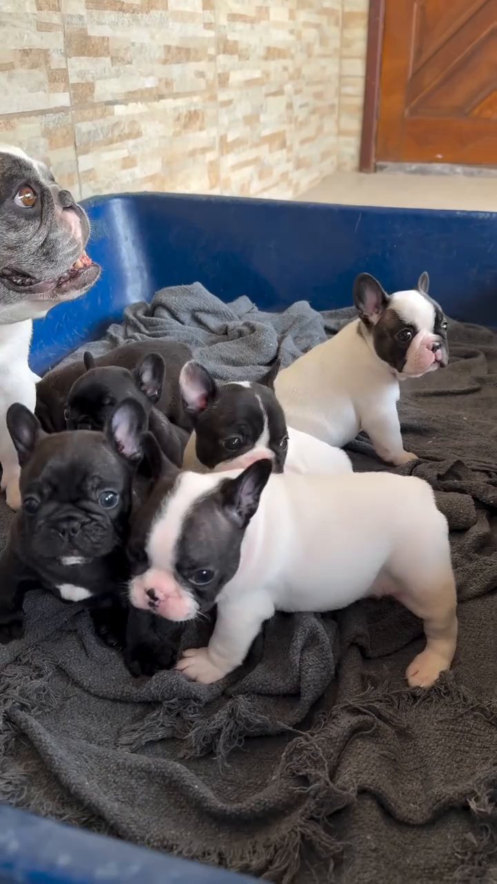 French Bulldog litter with their mother