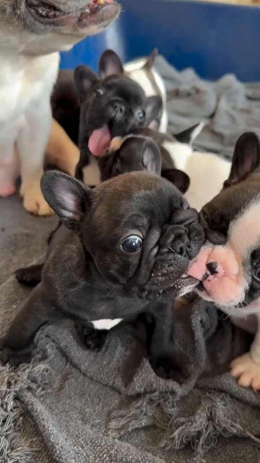 Olive — Blue Brindle Pied French Bulldog puppy