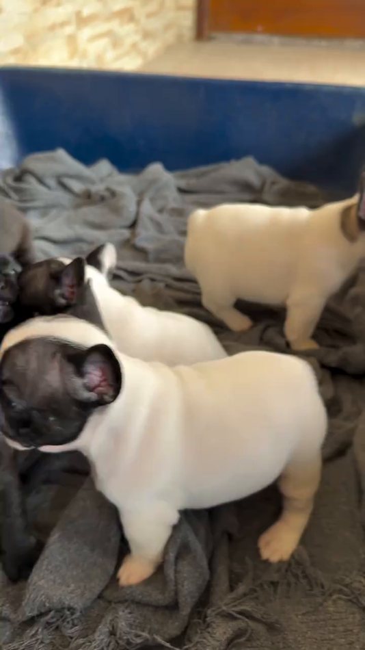 Pierre — Cream Pied French Bulldog puppy