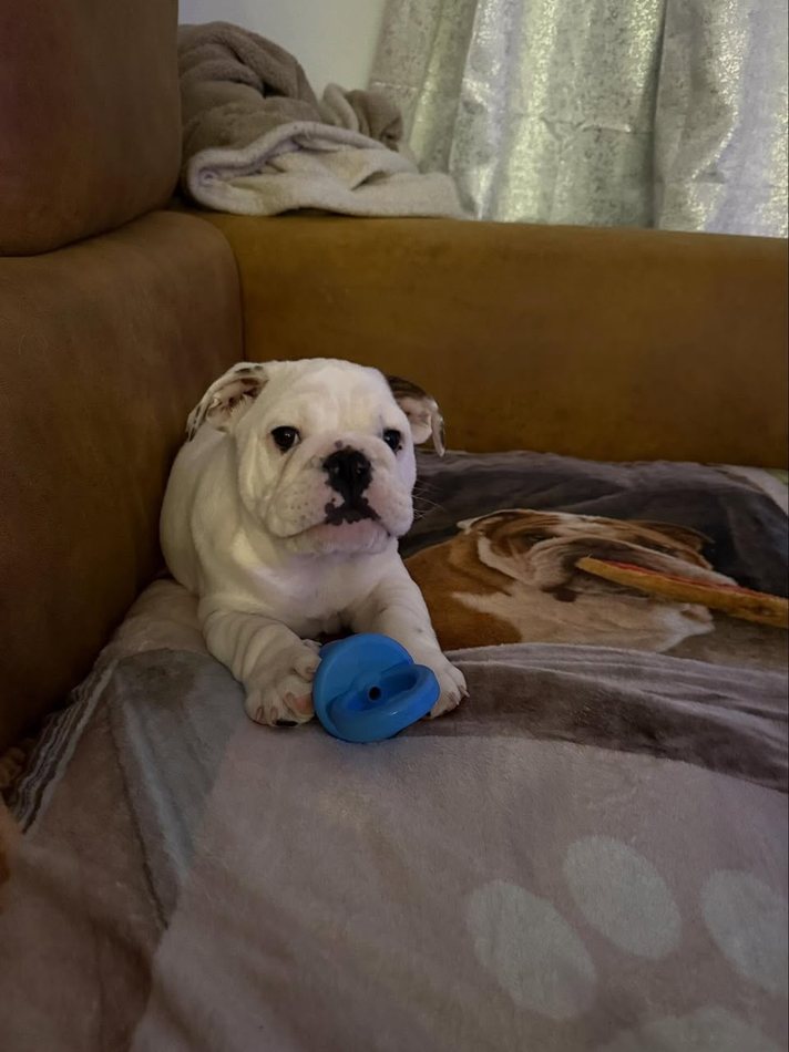 Frost, a solid white English Bulldog puppy — photo 3