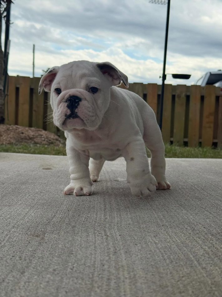 Frost — Solid White English Bulldog puppy