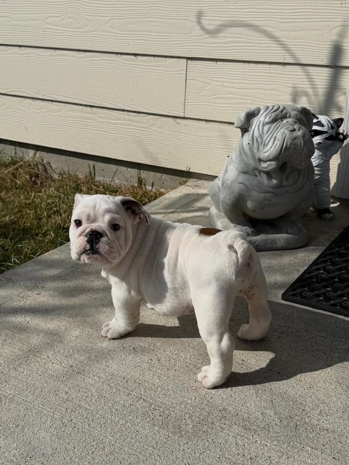 Frost, a solid white English Bulldog puppy — photo 2