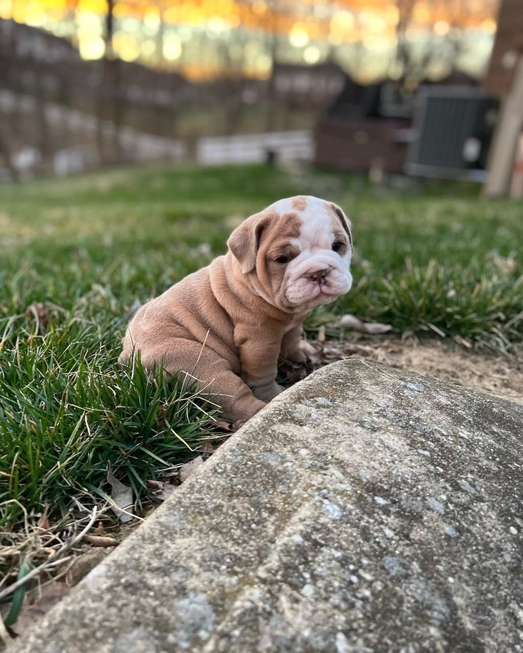Hazel, a solid lilac English Bulldog puppy — photo 2