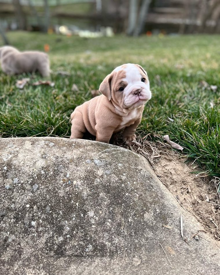 Hazel, a solid lilac English Bulldog puppy — photo 3