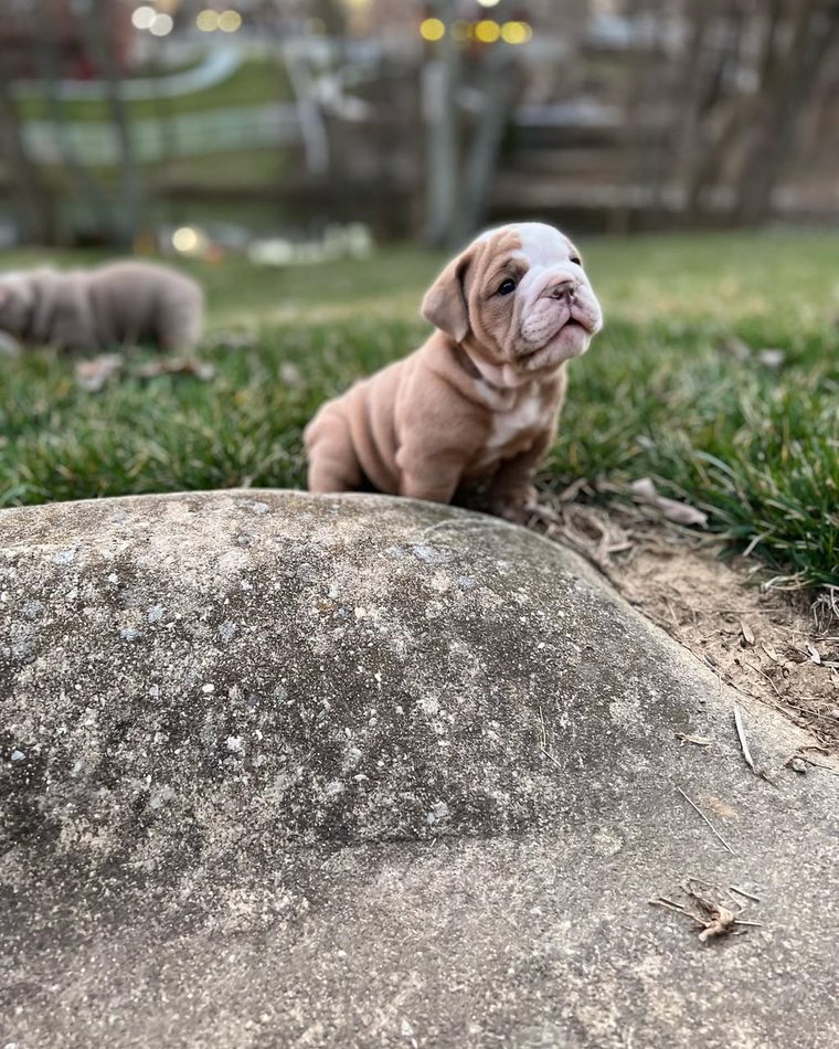 Hazel — Solid Lilac English Bulldog puppy