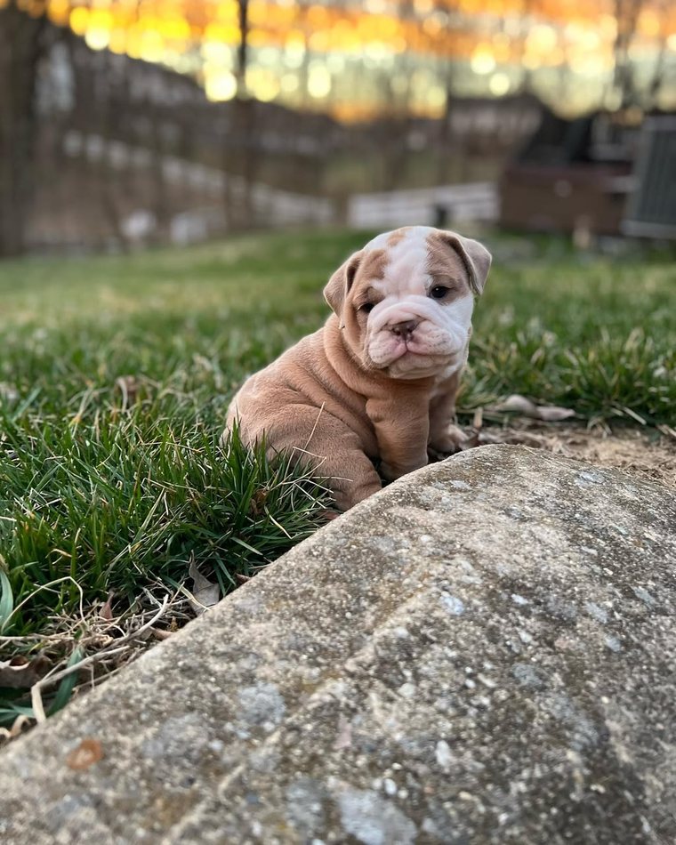 Hazel, a solid lilac English Bulldog puppy — photo 4