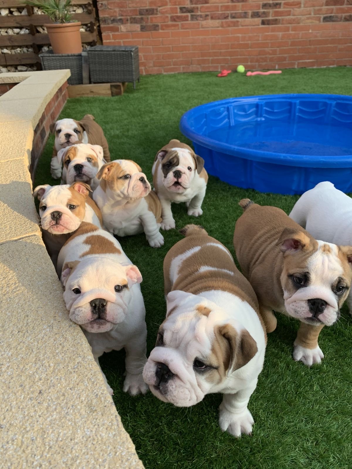 A litter of English Bulldog puppies in the garden