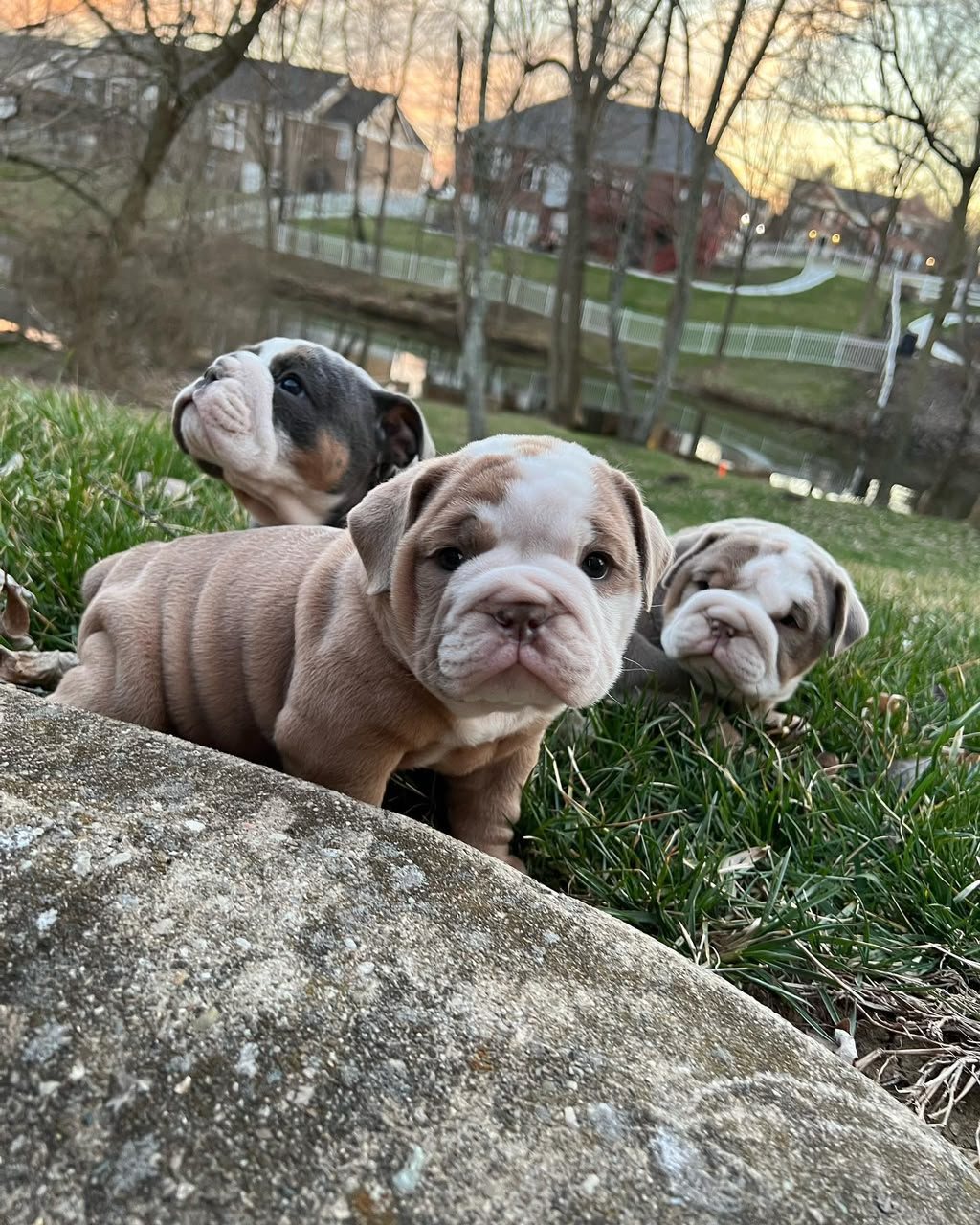 A litter of our puppies
