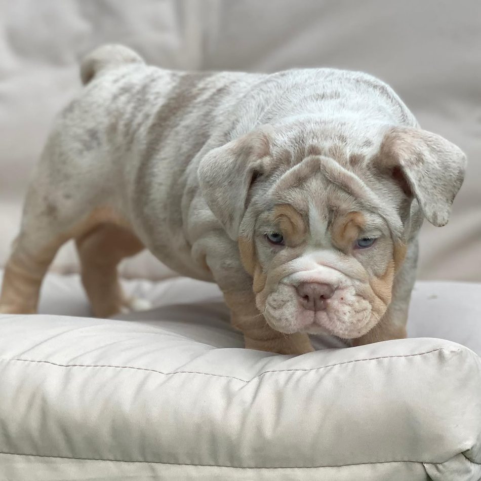 Pearl, a lilac merle tri English Bulldog puppy — photo 4