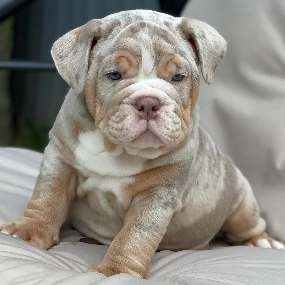Pearl — Lilac Merle Tri English Bulldog puppy