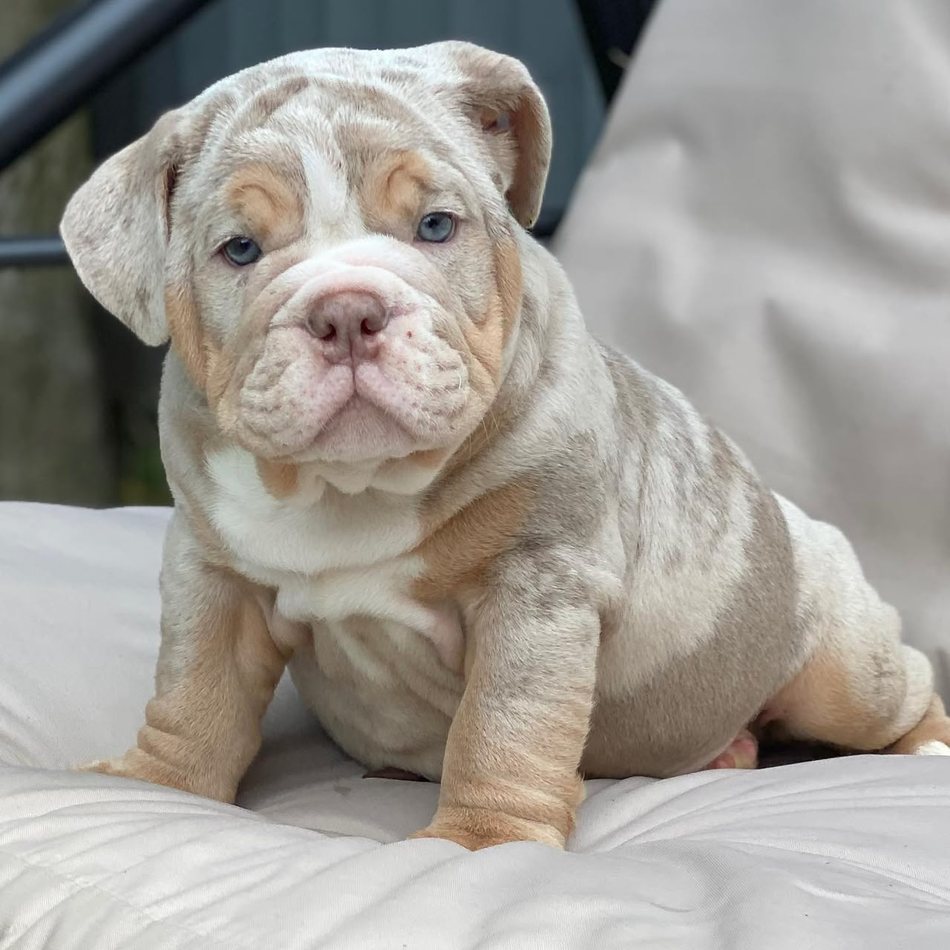 Pearl, a lilac merle tri English Bulldog puppy — photo 5