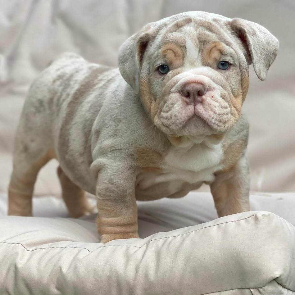 Pearl, a lilac merle tri English Bulldog puppy — photo 2