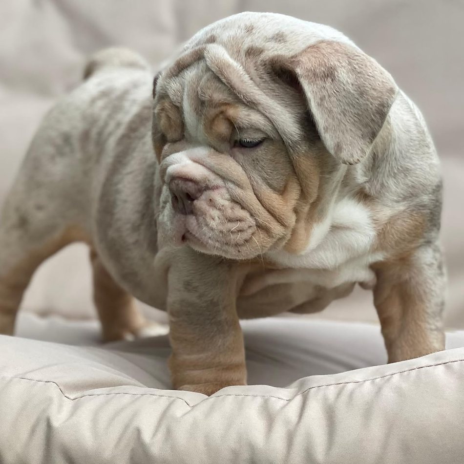 Pearl, a lilac merle tri English Bulldog puppy — photo 3