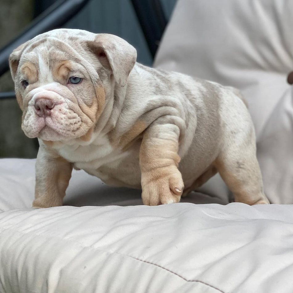 Pearl, a lilac merle tri English Bulldog puppy — photo 6