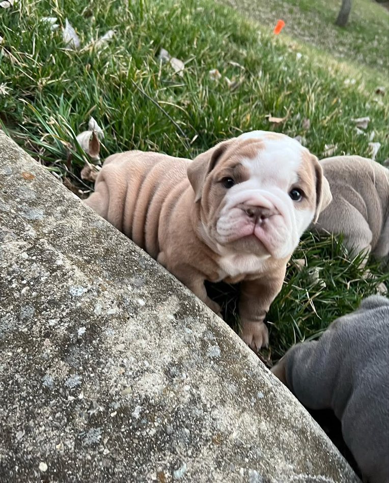 Rosie — Lilac & White Pied English Bulldog puppy