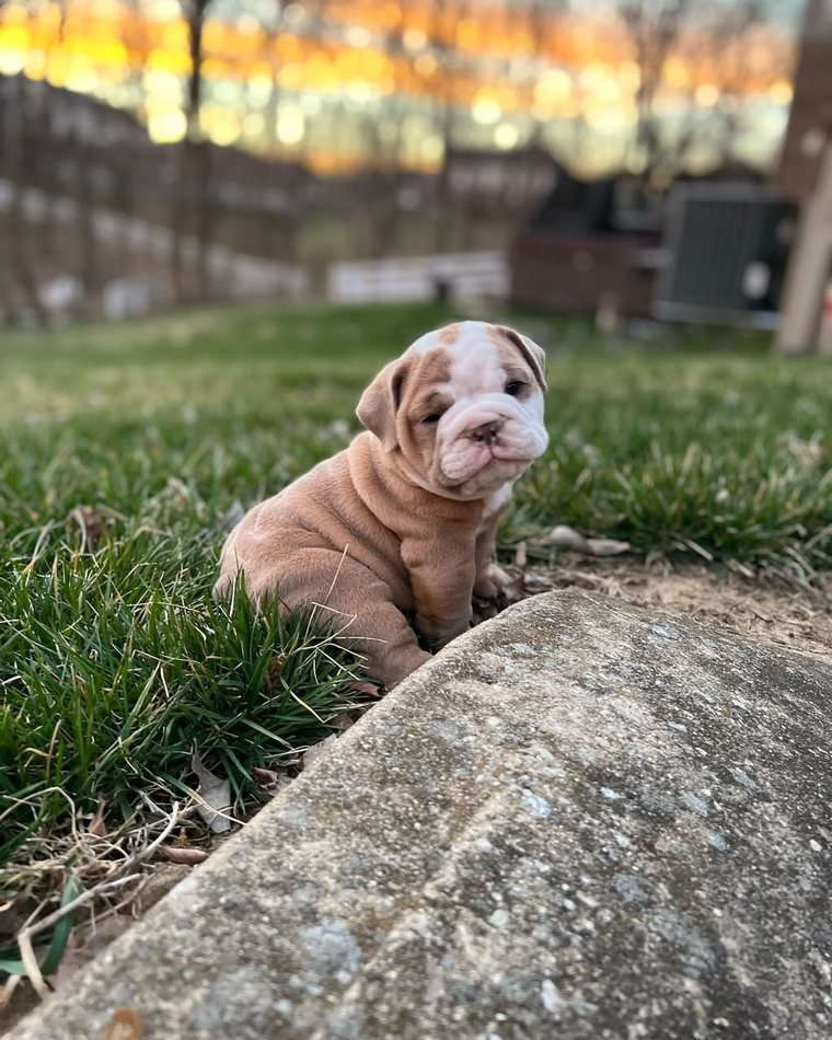 Rosie, a lilac & white pied English Bulldog puppy — photo 2