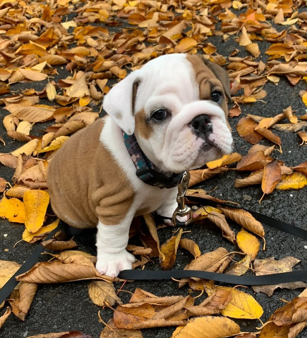 Teddy, a Red & White Pied English Bulldog puppy