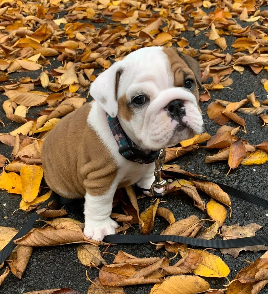 Teddy — Red & White Pied English Bulldog puppy