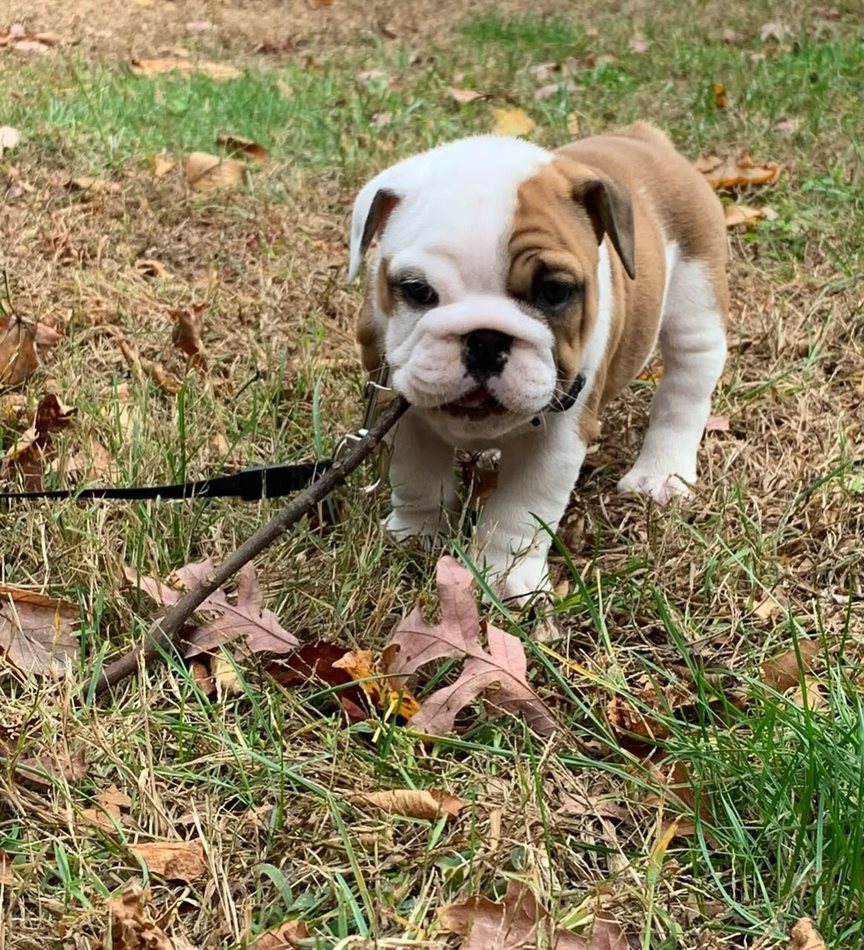 Teddy, a red & white pied English Bulldog puppy — photo 3