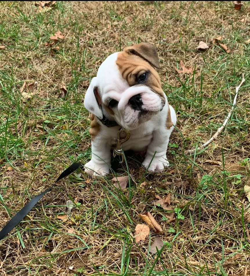 Teddy, a red & white pied English Bulldog puppy — photo 2