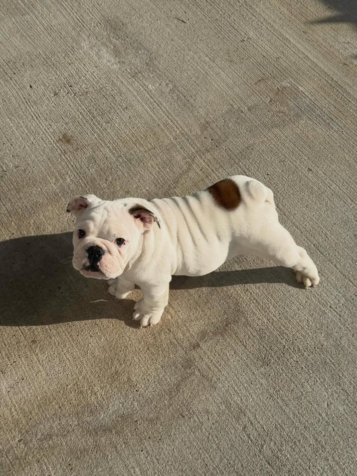 Teddy, a red & white pied English Bulldog puppy — photo 4